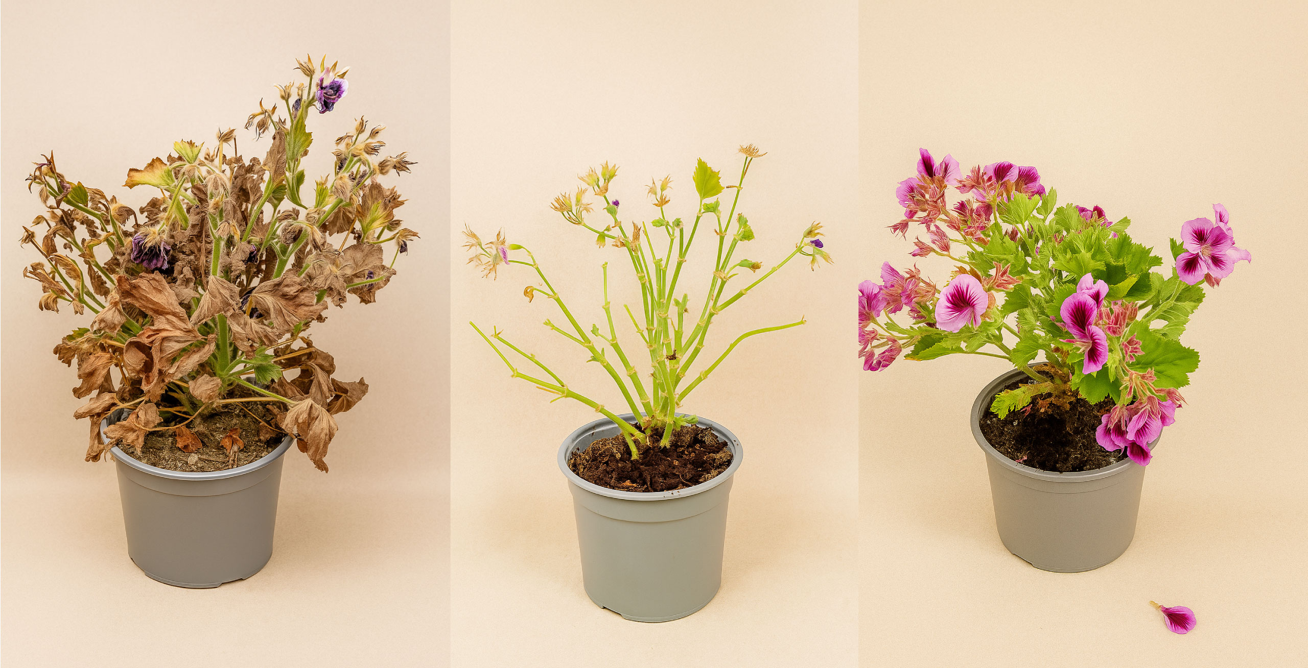 Flores 1